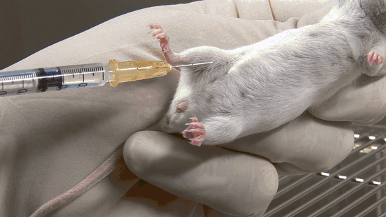 马斯克公司回应残忍虐猴，动物实验有完没完？