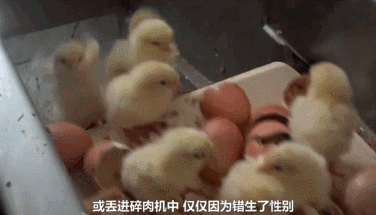 马斯克公司回应残忍虐猴，动物实验有完没完？