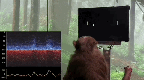 马斯克公司回应残忍虐猴，动物实验有完没完？