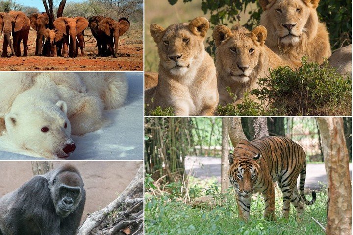 马斯克公司回应残忍虐猴，动物实验有完没完？