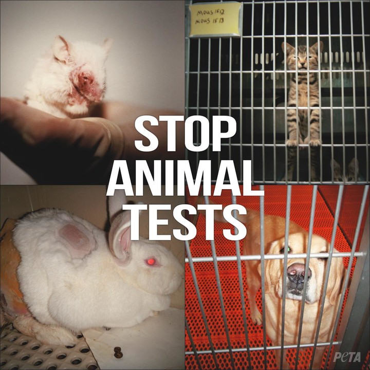 马斯克公司回应残忍虐猴，动物实验有完没完？