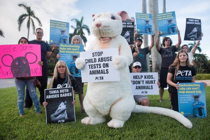 马斯克公司回应残忍虐猴，动物实验有完没完？