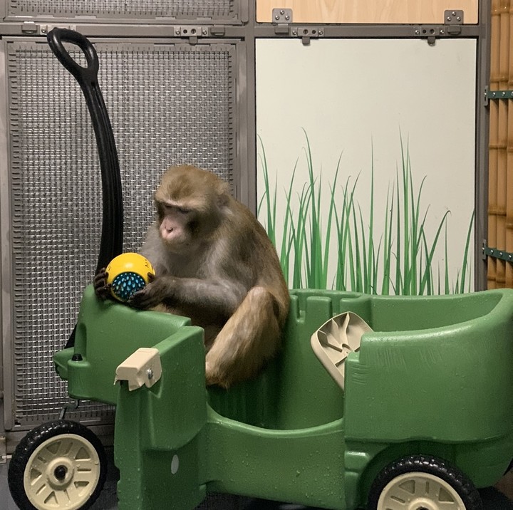 马斯克公司回应残忍虐猴，动物实验有完没完？